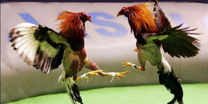 Đá Gà Trực Tiếp New88 - Cập Nhật Kênh Phát Sóng Mới Nhất