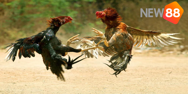 Các chú ý khi cược đá gà mà bạn cần biết